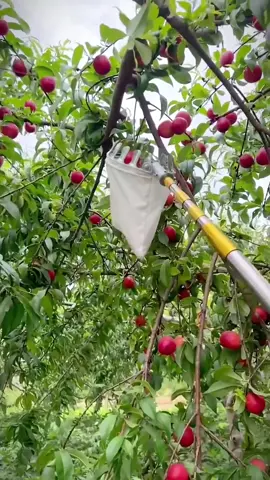 Sào hái trái cây trên cao thép inox không rỉ, có thể kéo dài, thu gọn tiện lợi #saohaitraicay #dungcuhaitraicay #xuhuong #dodungtienich 