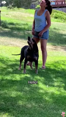 HELLO! #dog #dogs #fouryou #funny #fnnyvideos #fypシ #pet #doglove #dogfunny #cutedog #usa🇺🇸