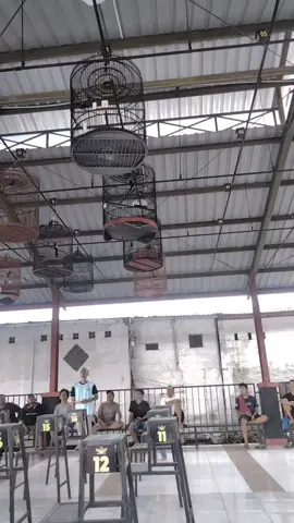 Lakber Rutin digantangan NJA Enterpraise masih menyala🔥🔥🔥 #kicomania  #kicomanianusantara  #fypシ゚ 