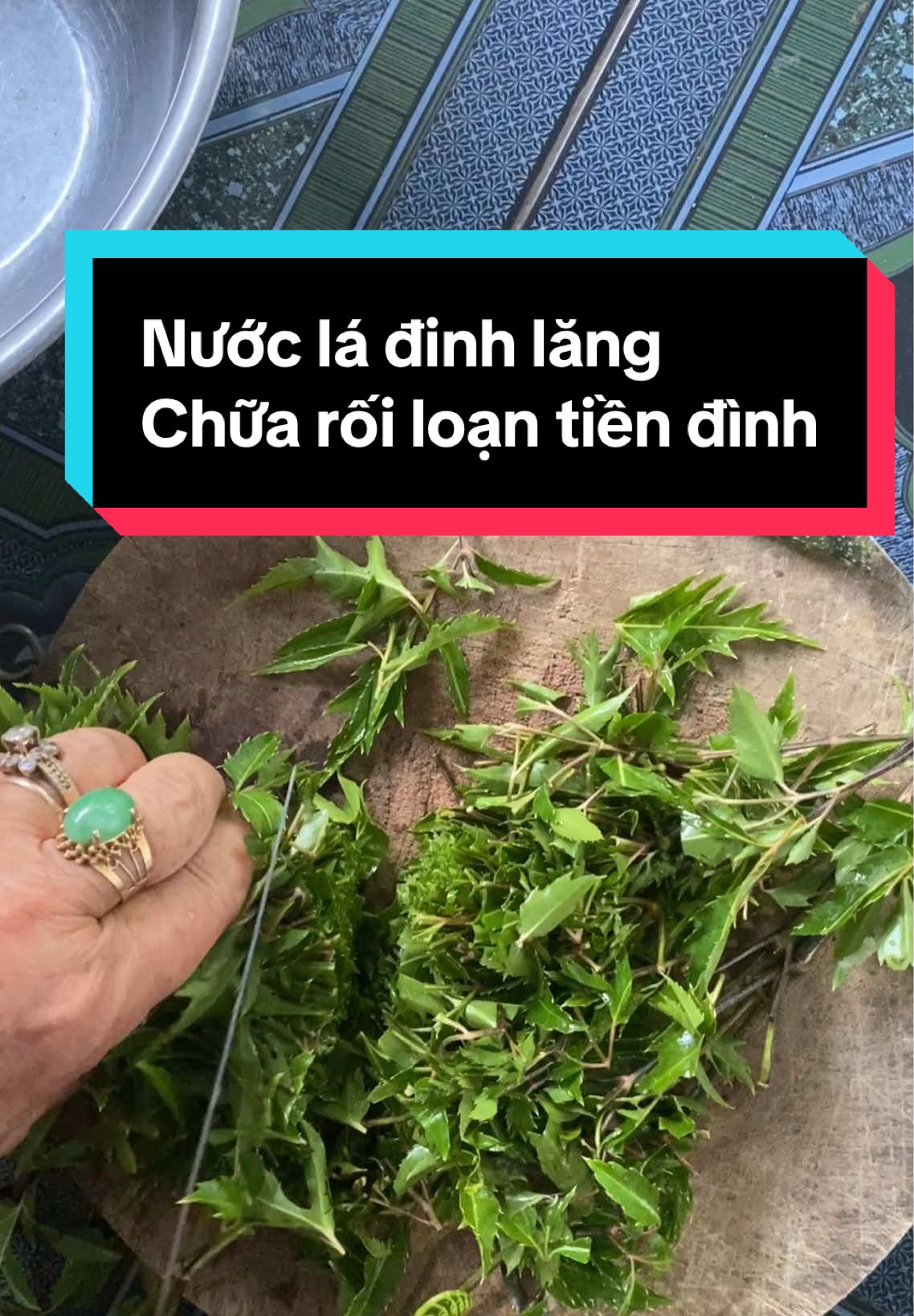 Trả lời @KHA NGUYỄN  Lá đinh lăng, anh phơi hoặc sao vàng hạ thổ uống cũng được ạ #ladinhlang #baithuocdangian #ladinhlangchuabenhgi #tradinhlang 