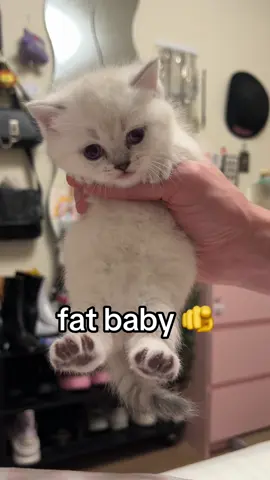 baby goobert was a fat baby #fyppppppppppppppppppppppp #kitten #catsoftiktok #scoobdoobgoob #fypシ゚viral 