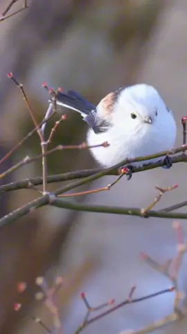 “Super cute little bird🥰”#foryou #tiktok #fyp #animals #cute 