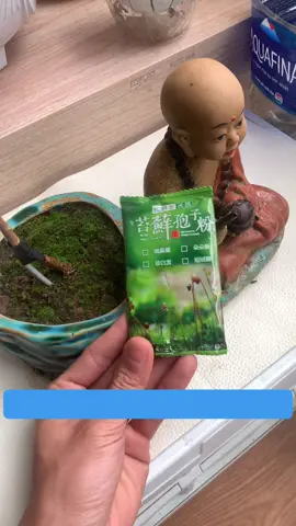 Bột bào tử rêu cho cây bonsai#bonsai #tieucanh #reu 