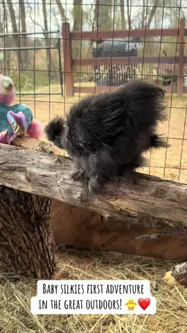 #farm #life #baby #chick #silkies #coop #adventure #great #Outdoors #live #Love #laugh #embrace #share #annwithana #chunky 