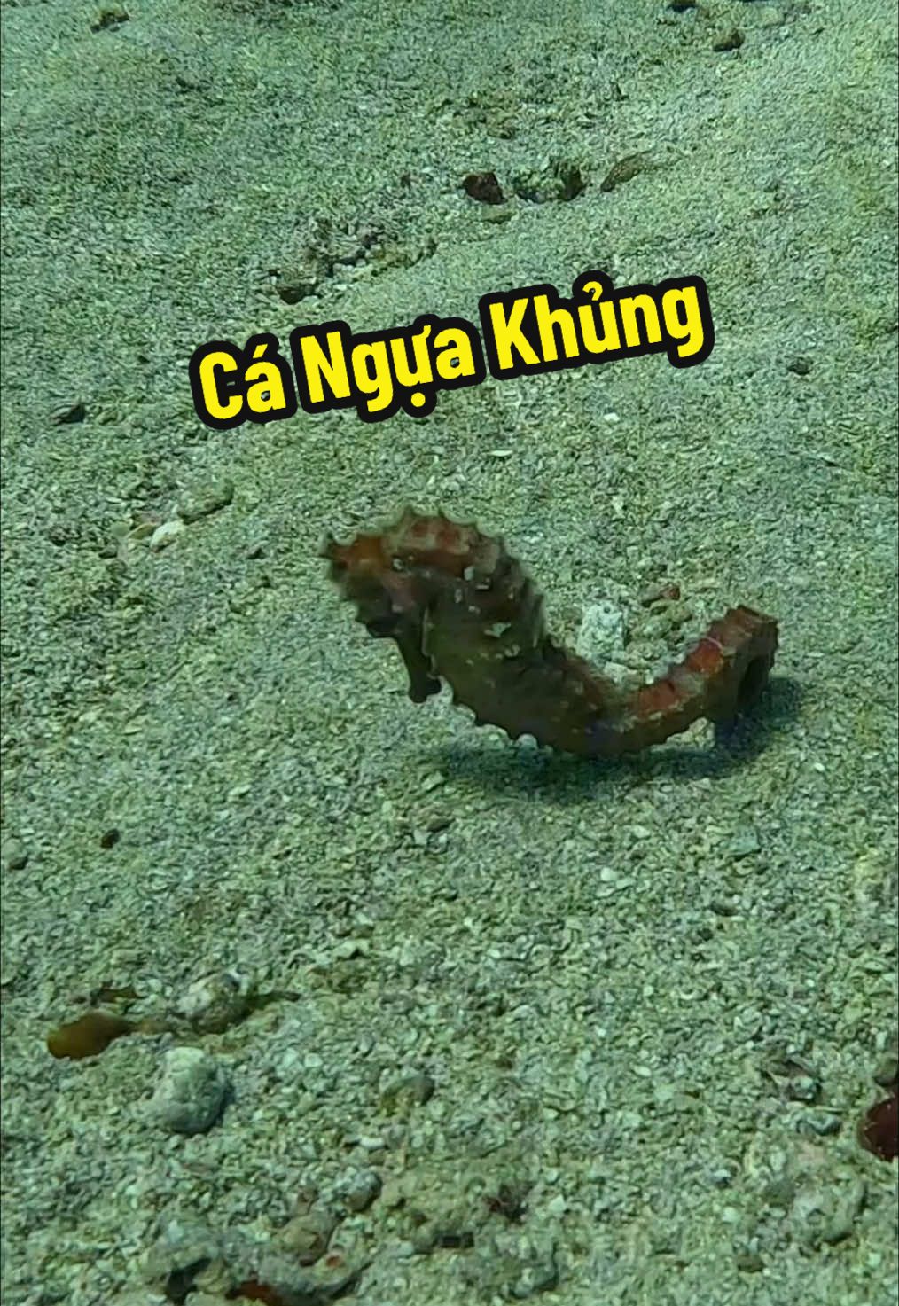 Lặn biển nhiều năm đây là lần đầu tiên gặp con Cá Ngựa khủng. #LặnBiểnSănBắtHảiSản #Cảnh86 