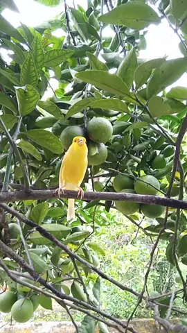 Burung kenari ini bernyanyi dengan cantik di alam bebas sungguh menakjubkan ciptaan tuhan #nyanyianalam #naturesinging #canario #canaryislands #canaryisland #canary #canaries 