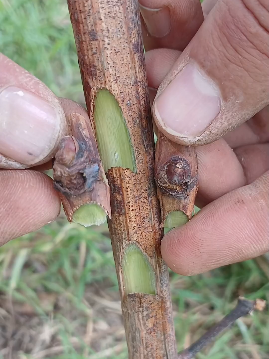 تطعيم العنب  Greffer des arbres des Raisins #Greffer_Raisins  #grafting_plante  #france🇫🇷 