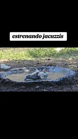 Discúlpame que no pueda acompañarte #jaccuzi #marmol #otrodia #patos #tiernos #adorablespatos 
