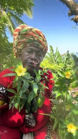Benefits of damiana herbs # the flowers can be eaten raw 