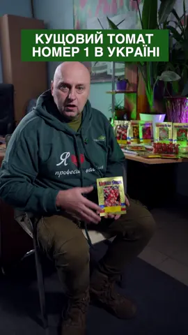 🍅Головний кущовий томат в Україні #томати #насіннятоматів #професійненасіння