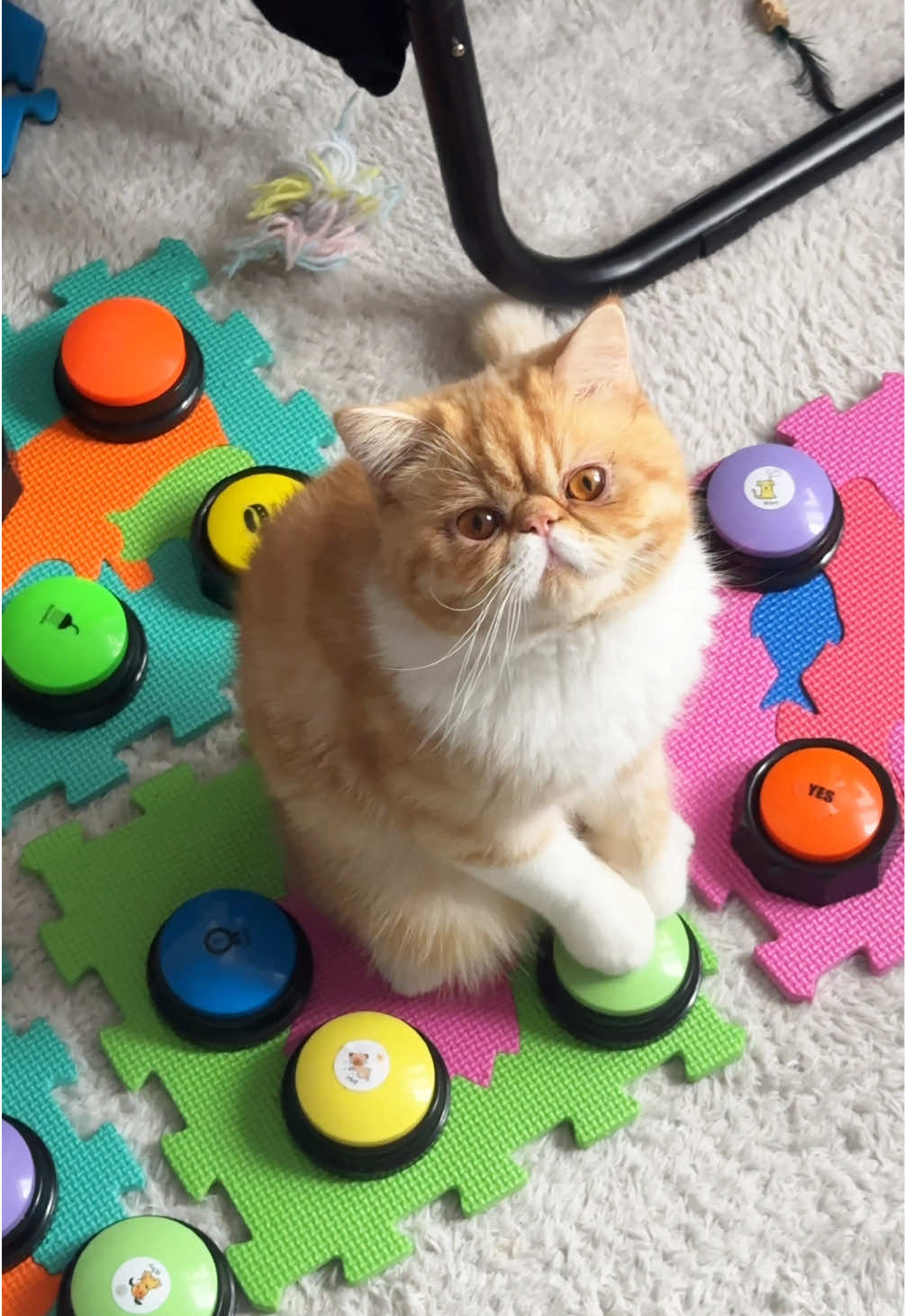#харитон #cat #talkingbuttons #straykids #funnycat #catsoftiktok #straykidsstay #catplay #дрессировкакота #reactioncat #reaction #talkingcat #cat #говорящийкот 