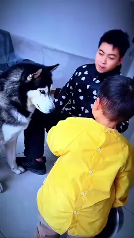 #dog #dogfunny #animals #fyp 