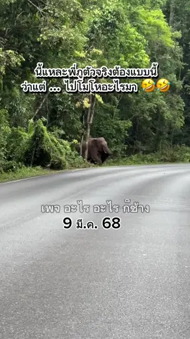 คิดถึงพี่ภูเวอร์ชั่นนี้ที่ไม่เจอมานานมาก 😅 โมโหอะไรมาแล้วมาลงกับเถาวัลย์ … เอ็นดูพี่ภู เสียงเอี๊ยดๆ เสียงเล็ก เสียงน้อย 😂😂  ถ่ายไป ยิ้มไป … ไอ้ต้าวสุดหล่อของแม่ด้วน 🥰🥰 9 มี.ค. 68 #พลายภูผา #ช้างป่าเขาใหญ่  #อะไรอะไรก็ช้าง #อุทยานแห่งชาติเขาใหญ่ #ช้างป่าเป็นสัตว์อันตรายห้ามเข้าใกล้⚠️ 