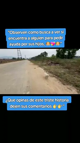 #PerritoAbandonado #ConfianzaYPaciencia  #NecesitaUnHogar  #EllosTambienSienten  #UnaOportunidadMas  #HuellitasSinHogar 