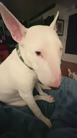 Fellas was I wrong for this? #dogs #sad #englishbullterrier #meme #sadvideos 