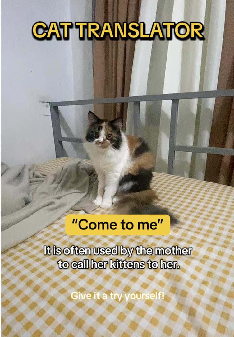 Did it work on your end? ✨ #catsoftheday #cutecat #persiancat #calicocat #cataoftiktok #cattranslator #fyp 
