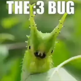 The :3 bug #fyp #funnyvideo #memes 