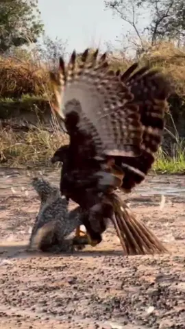 Eagle Hunts a Chicken – The Power of Predators in Action! 🦅🐔 #EagleHunt #Birds #WildlifePredator