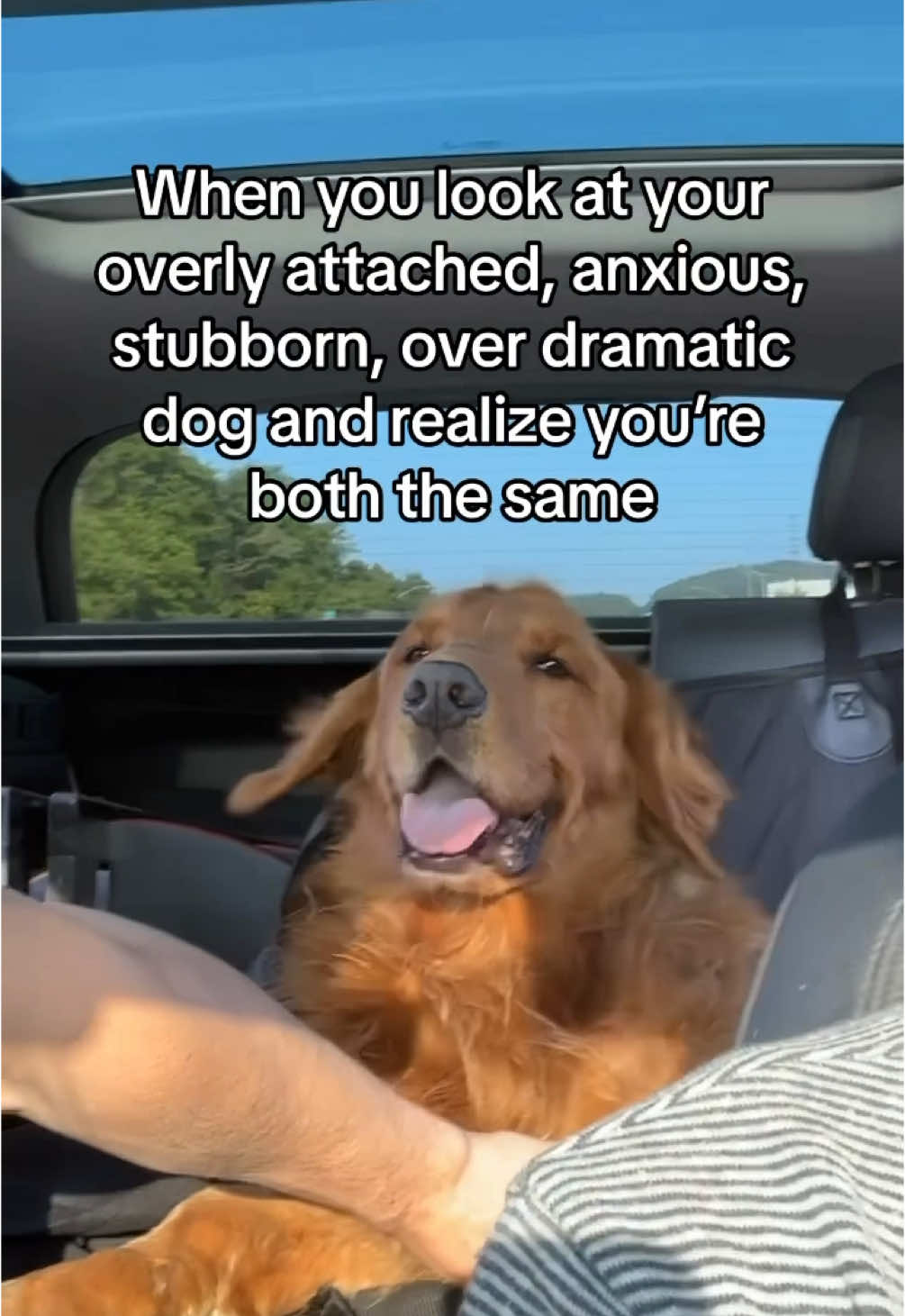 One of the same🤪💯 #anxiety #dogsoftiktok #dogs #dogslife #ilovemydog #dogsvideo #doglover #relatable #foryou 