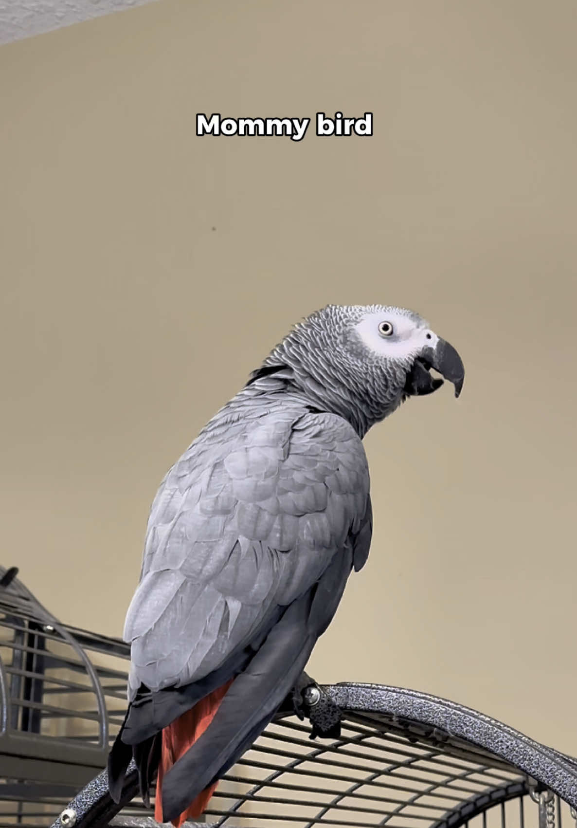 The end 💀😭 #parrot #funnyparrot #talkingparrot #bird 