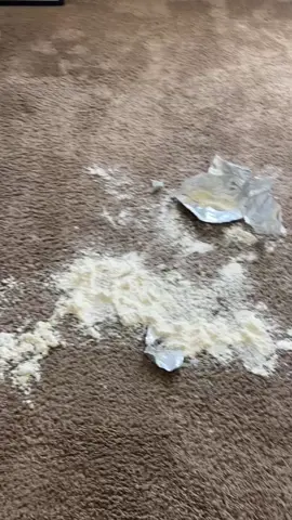 clearly he’s innocent #baddog #dogsoftiktok 