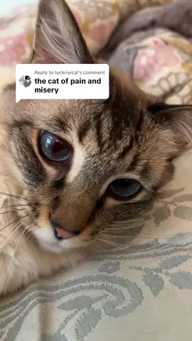 Replying to @luckriyical #cat #pet #kitty #animal 