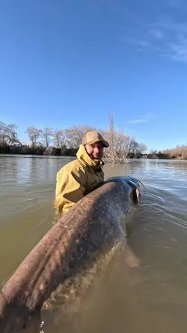 #fishing #pesca #wedcarstvo #bigfish #riverfishing #monsterfish #catfish #siluro #sum 