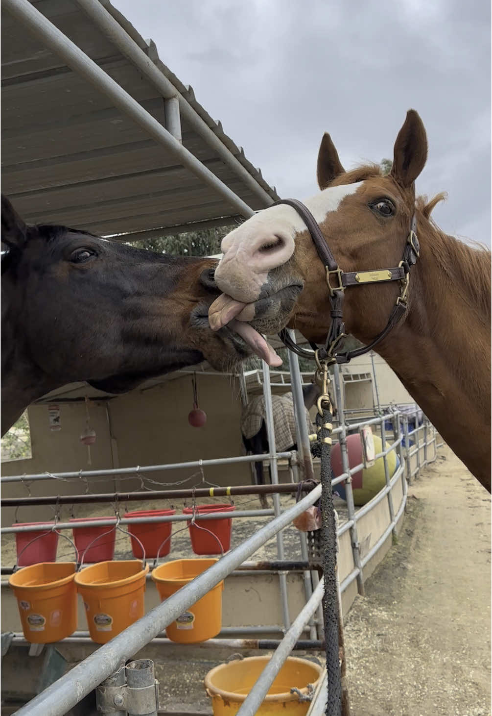 They were made for loving each other 🥰 #geldingsoftiktok #horsesoftiktok #horse #funnyvideos #horses #kissing #funnyhorse #hunterjumper #dressage #solstice 