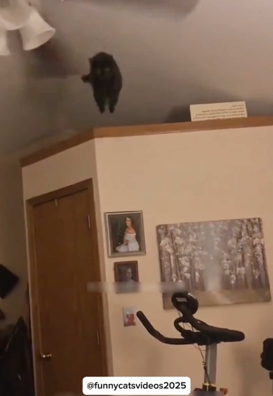 Cat fall ! 😂 #funnycat #funnyanimals #funnypets #funny #funnyvideos #cat #kitten #kitty #kittensoftiktok #catlovers #cutecat #catsoftiktok #fyp #foryou #pourtoi 