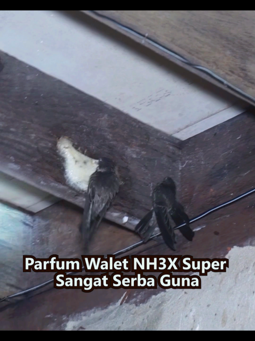 Parfum Pemikat Walet NH3X #parfumwalet #burungwalet #parfumpemikatwaletnh3x 