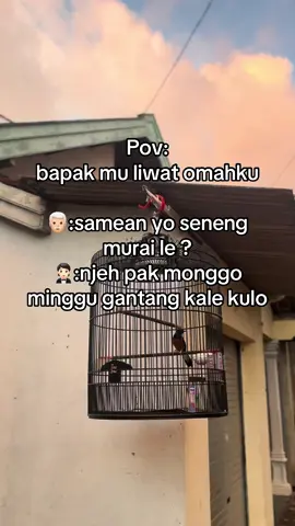 Pov dhe mboh tenan e kapan #masukberandafyp #muraibatumania #tuban24jam #kicaumania #kicaumaniaindonesia 