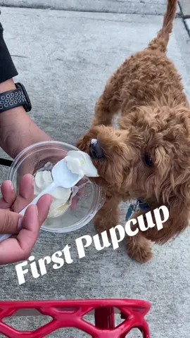 First Pupcup #cavapoo #puppycavapoo #firstpupcup #puppy #perromexicano🇲🇽🐶 #cutepuppy #dogsoftiktok #puppiesoftiktok 
