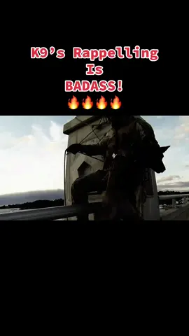 Their is not much these Dog’s can’t or wont do!🔥🇺🇸💪#doglover #dogsoftiktok #dogtok #k9#MWD #foryoupage #tiktok 