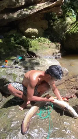 sidat sudah kaku kena pancing dari semalam tidak bisa di keluarkan kejepit di bawah batu #sidatmonster #sidatraksasa #sidatjumbo #fishing #jemodusuntv