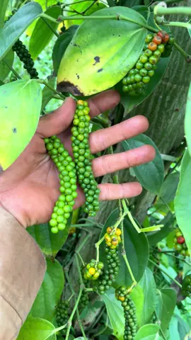 Giống tiêu phi vương mà ra thị trường thì ae khóc thét 😄😄#CapCut #lamnong #trongcay #caphe #hồtieu #phivuongfammer 