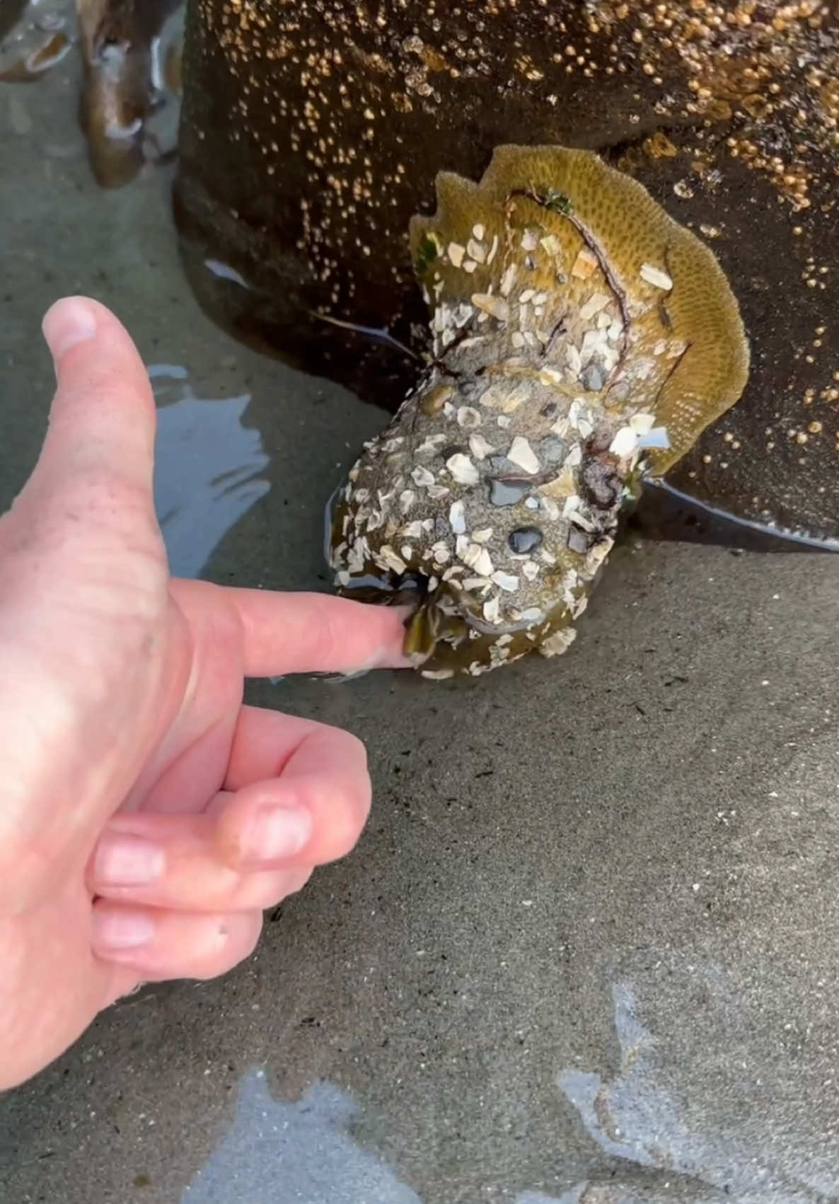 You Have to See This‼️😱 Green sea anemones might look like harmless underwater flowers, but they are stone-cold killers!   1. Venomous Tentacles – Those wavy, pretty tentacles? They're packed with venomous cells called nematocysts that fire tiny harpoons, paralyzing fish and crabs instantly!   2. They Can Clone Themselves – If a green sea anemone gets torn in half, it doesn’t die… it just becomes TWO anemones. Imagine if humans could do that!   3. They Steal Power from Algae – These anemones aren’t just hunters; they’re solar-powered! They host symbiotic algae in their tissues, which photosynthesize and provide extra energy like a built-in backup generator.   Nature is WILD! #Nature #animals 