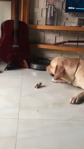 Dogs are afraid of thunder #dog #pet #animals #usa🇺🇸 #foyou #usa 