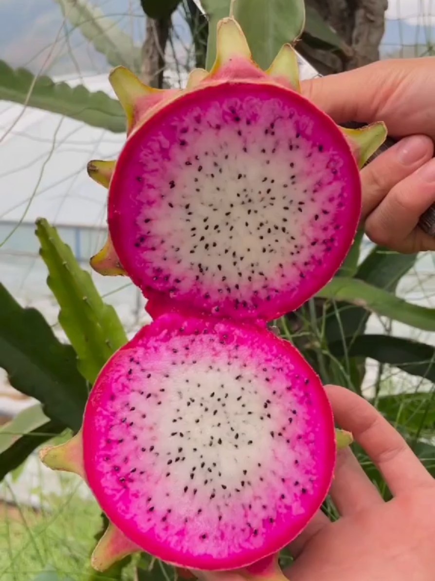 What is your favorite fruit?🍊🍋🍇🍈🍍🥭🍎🍏#trend #shorts #fruit #Amazing #nature #shagriculture #shfacts #foryoupage #viral #vegtables #fruits #trending #million 
