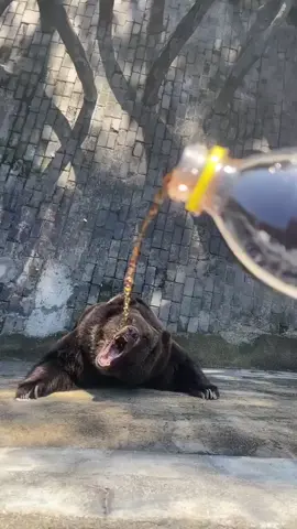 Bear-y Funny Moments: The Comical Side of Bears 🐻😂 #animals #animal #fyp #babyanimals #explore #animalsoftiktok #trending #animallover #nature #foryoupage #wildlife #animalworld #safari #savannah #bear