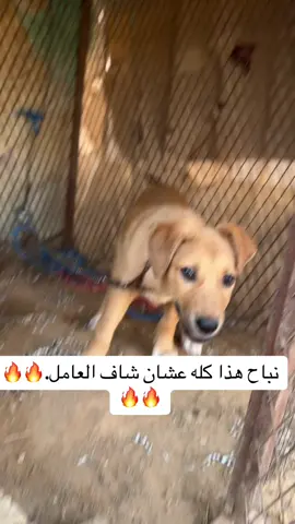 #كلاب_شرسة🐕💥 #كلاب #كلاب_الشوارع_بلدي #tiktokindia #tiktok #tiktoknews #شرس #fyp #foryou 