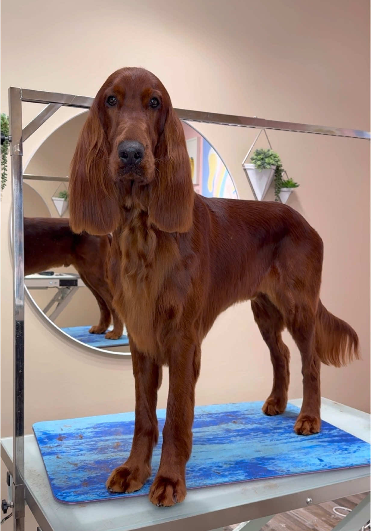 He is the best birthday gift #dogs #doggrooming #dogsbylogan #funnydogs #irishsetter