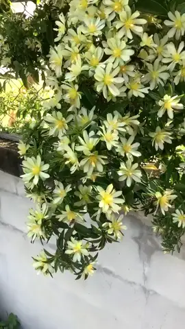 𝑳𝒆𝒎𝒐𝒏 𝒗𝒊𝒏𝒆: dòng này leo nên phát triển nhanh ạ, cho hoa quanh năm và dễ trồng, chịu nắng chịu lạnh tốt #flowers #tropicalfruit #peaceful 