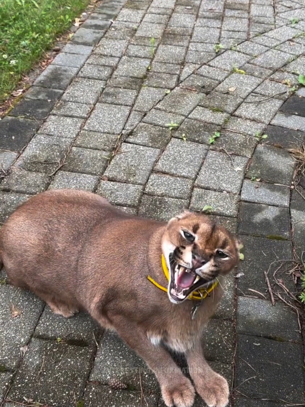 Don't Mistake It For A Cat And Go Near #fyp #LearnOnTikTok #viral #video #foryou #new #amazing #fact #facocean #factflare #interesting #information #viralvideo #foryoupage 