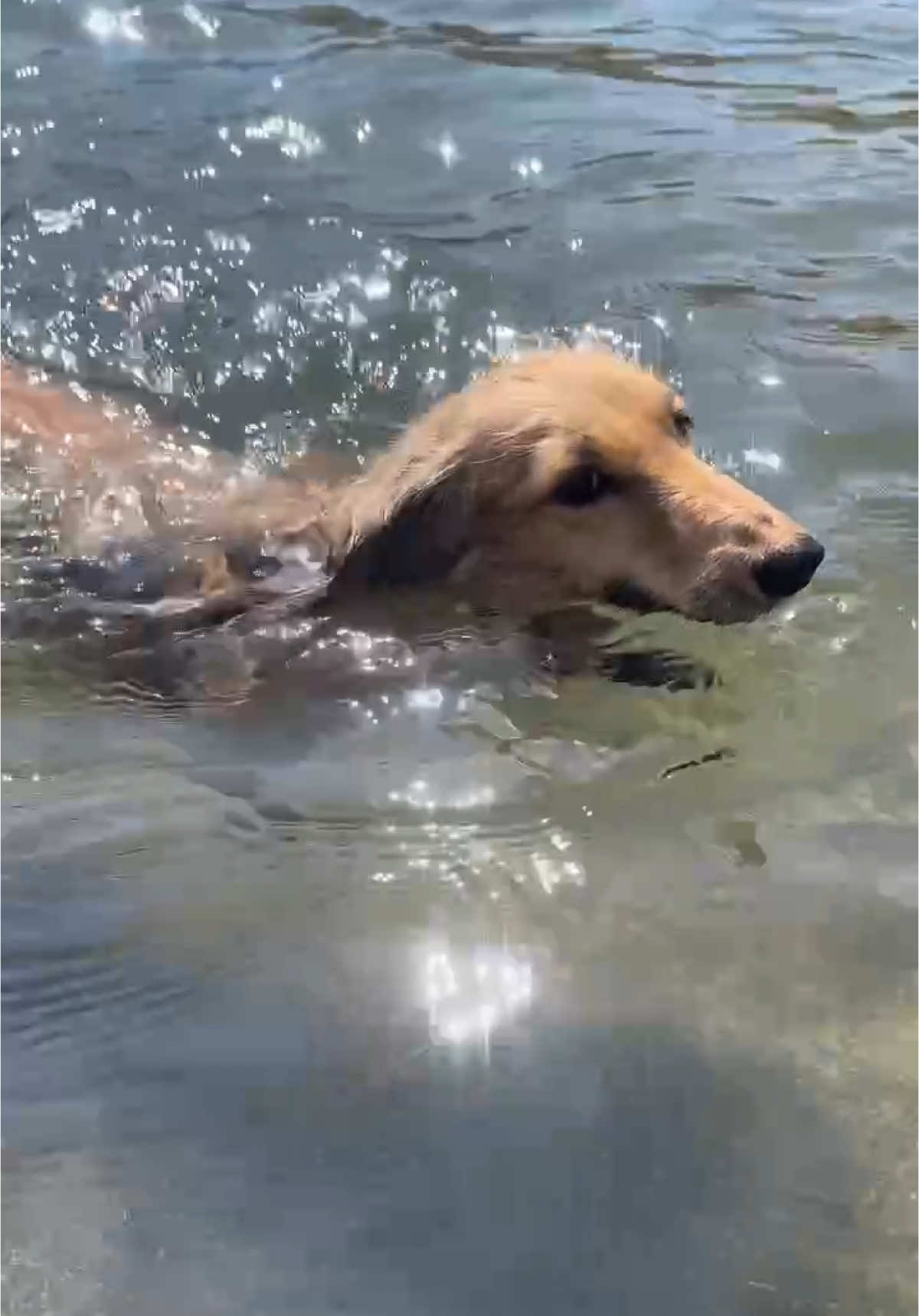 #ヘルニア犬 #リハビリ中 #泳ぐ犬 