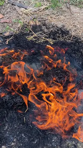 Cá Lóc đồng nướng rơm còn gì bằng nữa ae 😄😄#caloc #mientay #dandamientay #travinh 