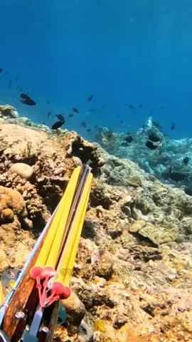 Spearfishing in seabed with grouper #fishing #spearfishing #foodtiktok #fisherman #fishinglife #fishingtiktoks #fishingnight 
