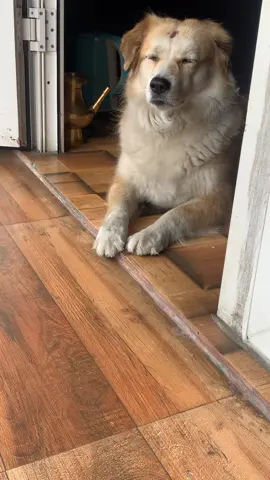 🐕🐾🥰
