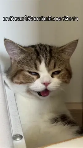 แกล้งหอบดีกว่า #สก็อตติช #แมวซน #fyp #