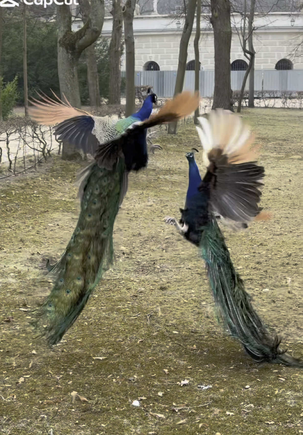 Conflicting peacocks in the Royal Baths park in Warsaw, Poland #lazienkikrolewskie #pawie #peacocks #łazienkikrólewskie #lazienkipark #павлины #peacockfighting #royalbathspark 