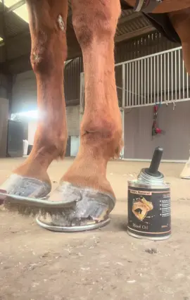 exposing , cleaning and treating hoof wall separation SOUND ON  ##hoofcare##hoof##horses##horse##equine##farrier##equestrian##farriersoftiktok##farriersontiktok##horsehoof##hoofoil##horsecare##reel